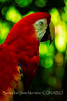 SISM002 Ara macao.jpg