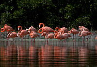 21. Flamenco Rosado (Phoenicopterus ruber)_MiguelASicilia.jpg