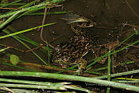 VHL0530 Lithobates catesbeianus.jpg