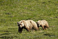 CNS1328 Ursus arctos.jpg