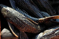 JLMD04 Hypostomus plecostomus.jpg
