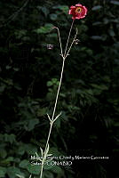 Xochiap 0559 Cosmos scabiosoides.jpg