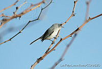 LFLR0072 Polioptila caerulea.jpg