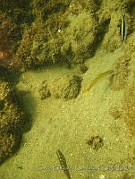 CGG0750 Mulloidichthys martinicus.JPG