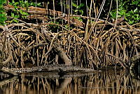 OAO0229 Crocodylus acutus.jpg
