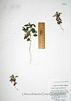 LAC258 Acalypha neomexicana.JPG