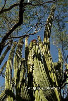 3R 00878 Carnegiea gigantea.tif