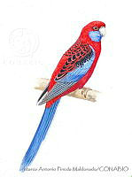 MAPM1133 Platycercus elegans.jpg