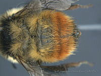 JAMR033 Bombus rufocinctus.jpg