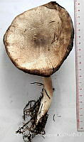 CBA0339 Agaricus sp..JPG