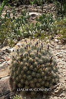 3R 01258 Echinocereus stramineus.jpg