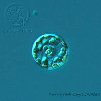 FVC0037 Cyclotella meneghiniana.jpg