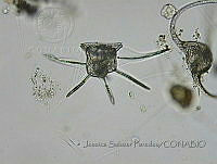 JSP084 Ceratocorys horrida.JPG