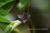 JF078 0607 Portulaca oleracea.jpg