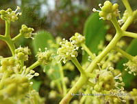 JF092 1440 Palicourea padifolia.jpg