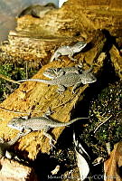 MDL0342 Sceloporus serrifer.jpg