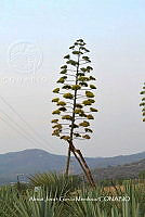 RG019 0391 Agave rhodacantha.jpg