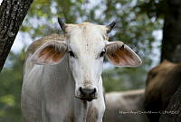 MASM07928 Bos taurus.jpg