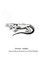 MARL0214 Ctenosaura hemilopha.jpg