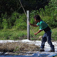 RG055 0271 Phaseolus vulgaris.jpg