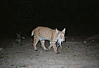 UNAMHBRM-8 Lynx rufus.jpg