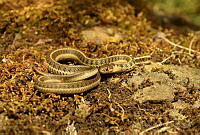 GRM06 Thamnophis scaliger.jpg