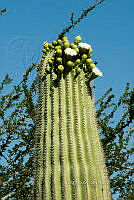 3R 00856 Carnegiea gigantea.jpg