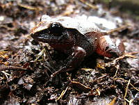 OHO013 Craugastor lineatus.jpg