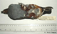 GRC0029 Oreortyx pictus.jpg