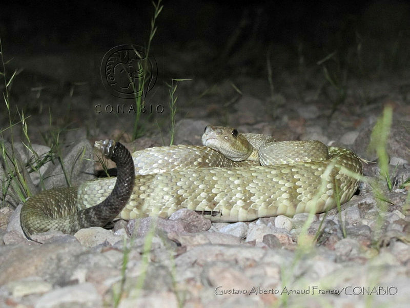 GAAF51%20Crotalus%20estebanensis.jpg.iSf seP1MdUZM3lhQA3g0JtbmFja29CbnFuZ3NAbXJ6LGtwZQA.Fve3VE85CA