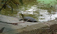 NE017 038 Trachemys venusta.jpg