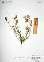 LAC007 Astragalus nothoxys.JPG