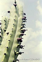 1675 Myrtillocactus geometrizans.jpg
