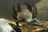 MASM08004 Ambystoma mexicanum.jpg