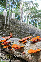 MN6PyH0081 Trametes sanguinea.jpg