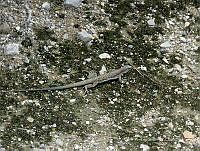 CAR 0028 Aspidoscelis neomexicanus.jpg