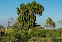 MJCD008 Tillandsia usneoides.jpg