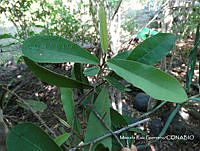 MRG-2017-1144 Quadrella indica  (MEGA-1nov17-b).JPG