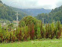ZG007 0173 Chenopodium berlandieri.jpg