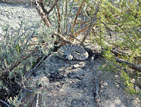 JLE0008 Crotalus atrox.jpg