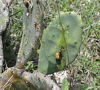 JF06 Opuntia stricta var. dilleni.jpg