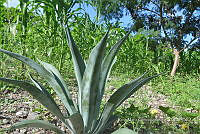 SG019 0231 Agave salmiana.jpg