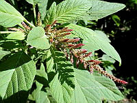 RG055 0005 Amaranthus hypochondriacus.jpg