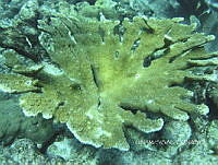 NE018 0330 Acropora palmata.jpg