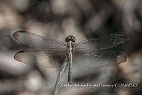 ZAPF0152 Erythrodiplax sp..jpg