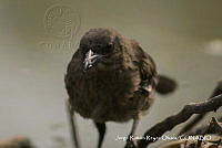 JRRO0301 Quiscalus mexicanus.jpg