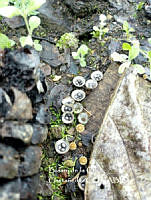 MN6PyH0100 Cyathus olla.jpg