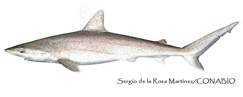 SRM0005%20Carcharhinus%20acronotus.jpg.qyfl6JL0MW9F zdjQA3g0JtbmFja29CbnFuZ3NAbXJ6LGtwZwA.ZIRWKojUu6