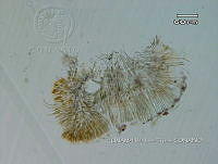 KT016 0044 Rivularia sp..jpg