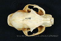 VMS-CD0124 Lynx rufus.JPG
